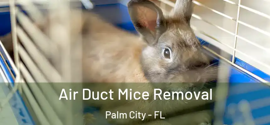  Air Duct Mice Removal Palm City - FL